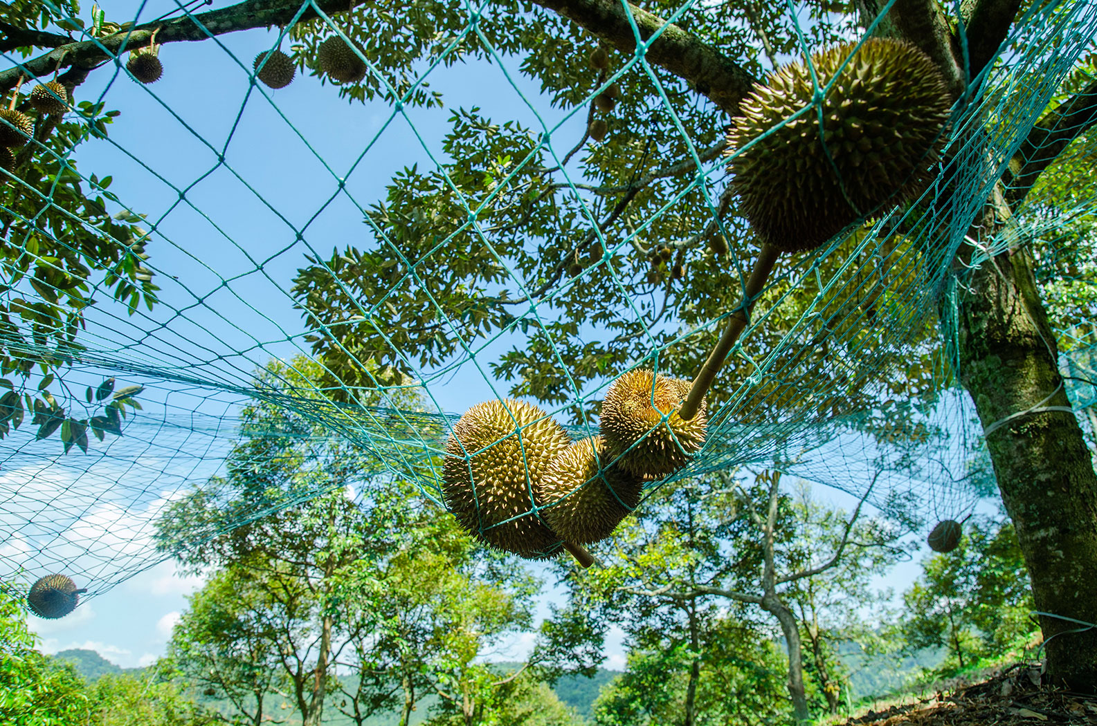 durian-farming-in-malaysia