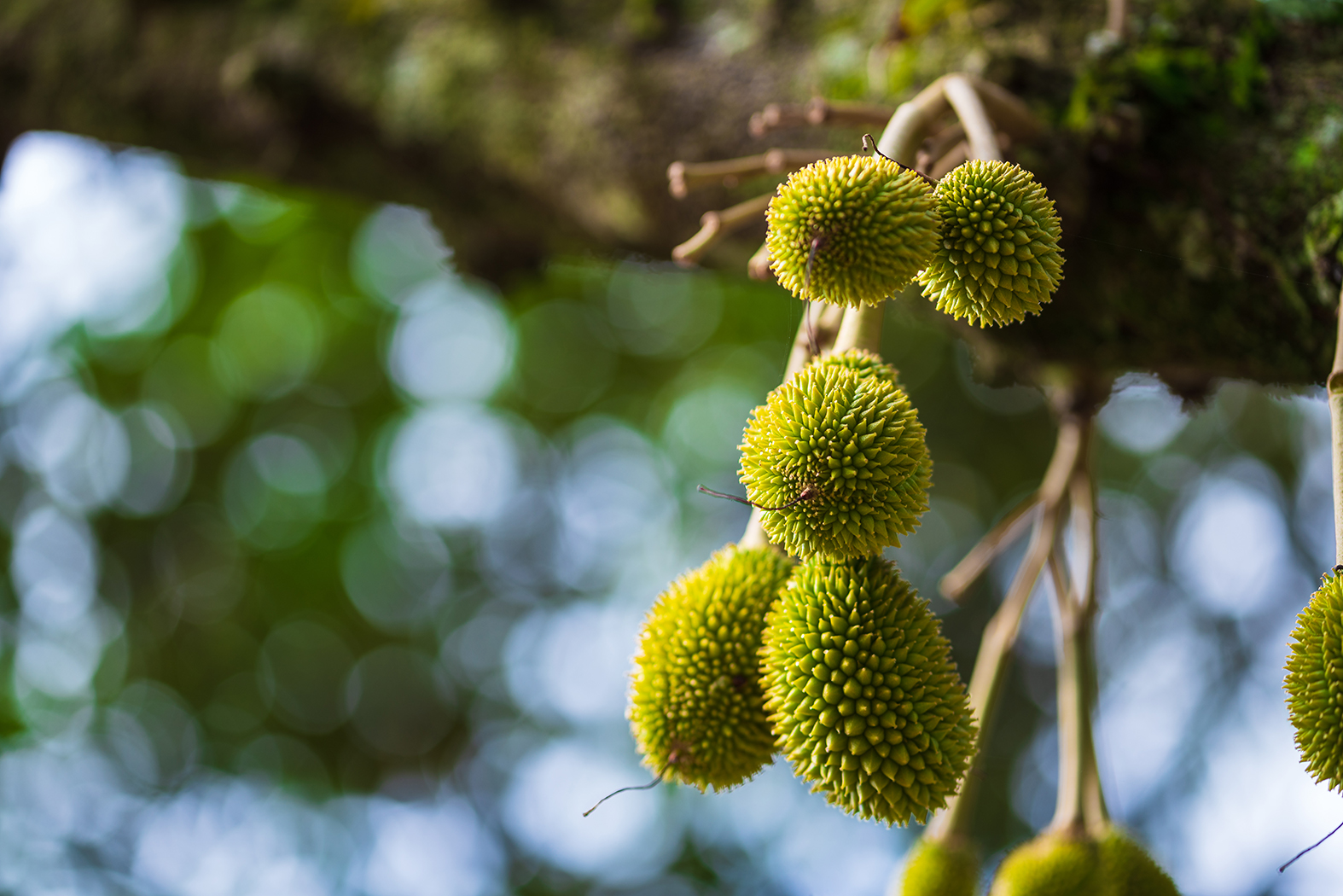 durian-growing