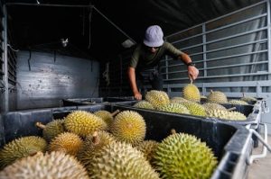 durian-export-in-malaysia