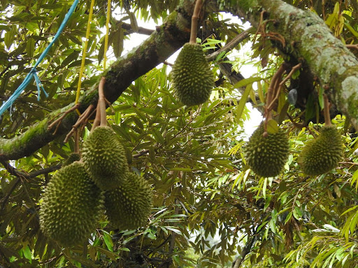 durian-market-in-malaysia