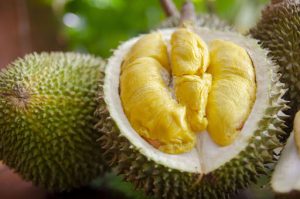 musang king durian