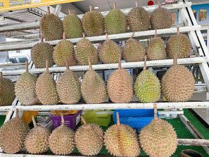 durian-commercial-production