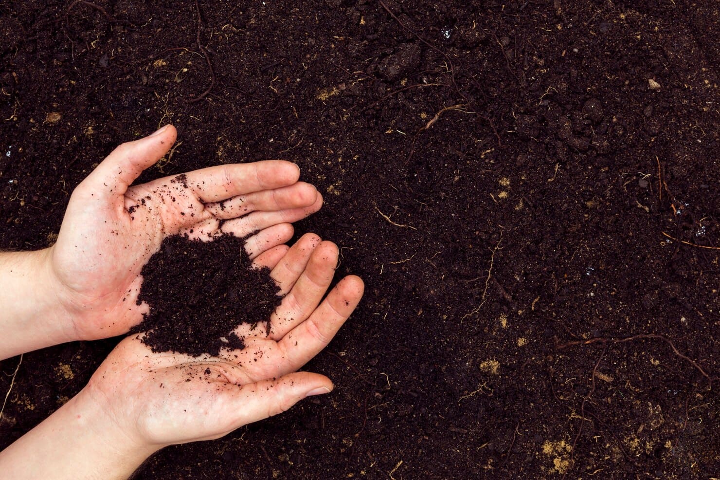 loamy-durian-soil-on-hand