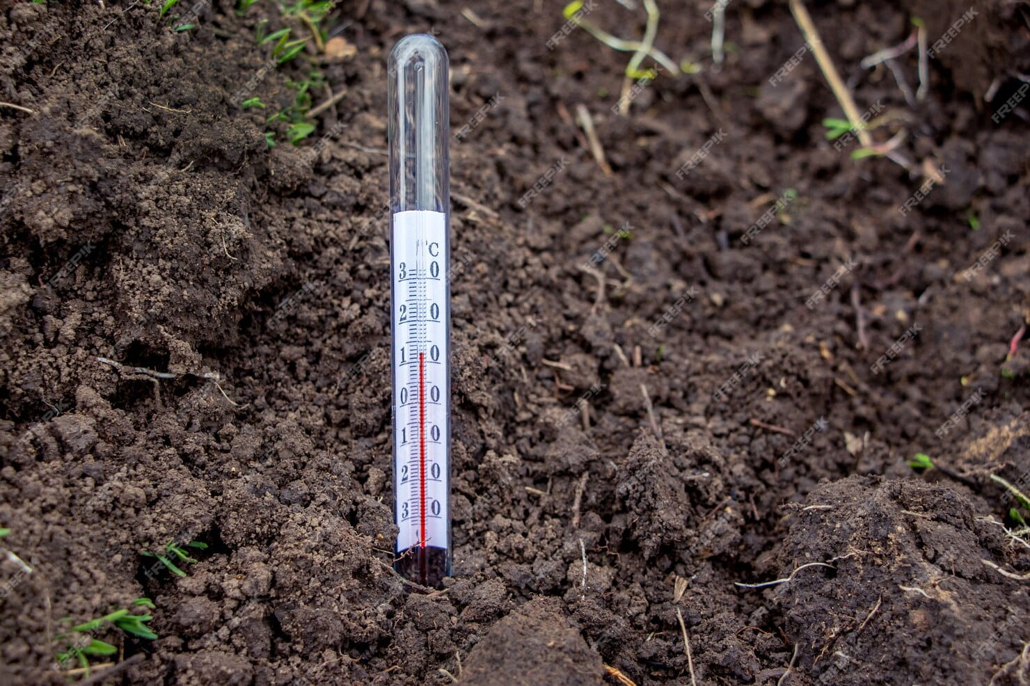 temperature-of-soil-to-plant-durian