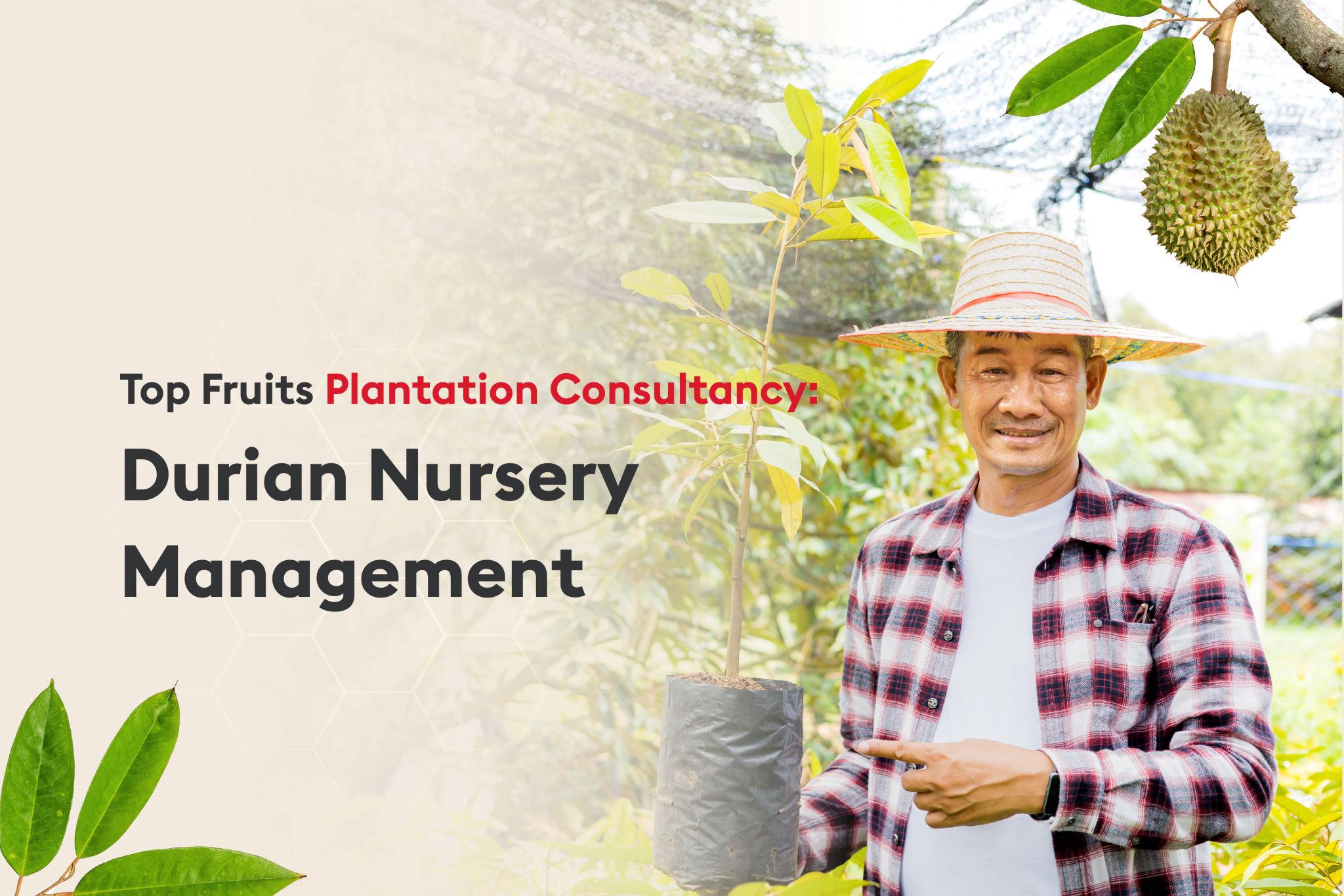 durian-nursery-management-banner