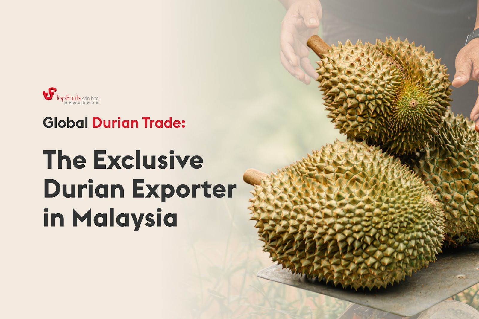 top-fruits-biggest-durian-exporter-in-malaysia