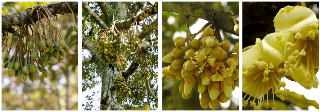 Healthy fruiting and flowering durian tree
