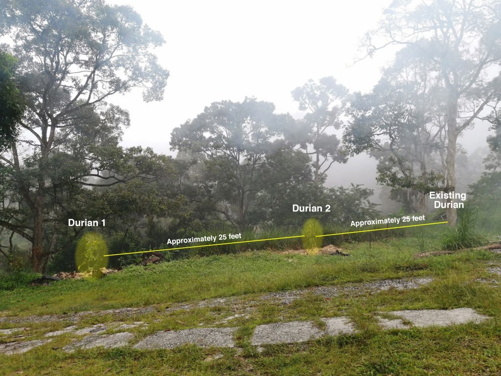 How to plant a durian and the best durian planting site