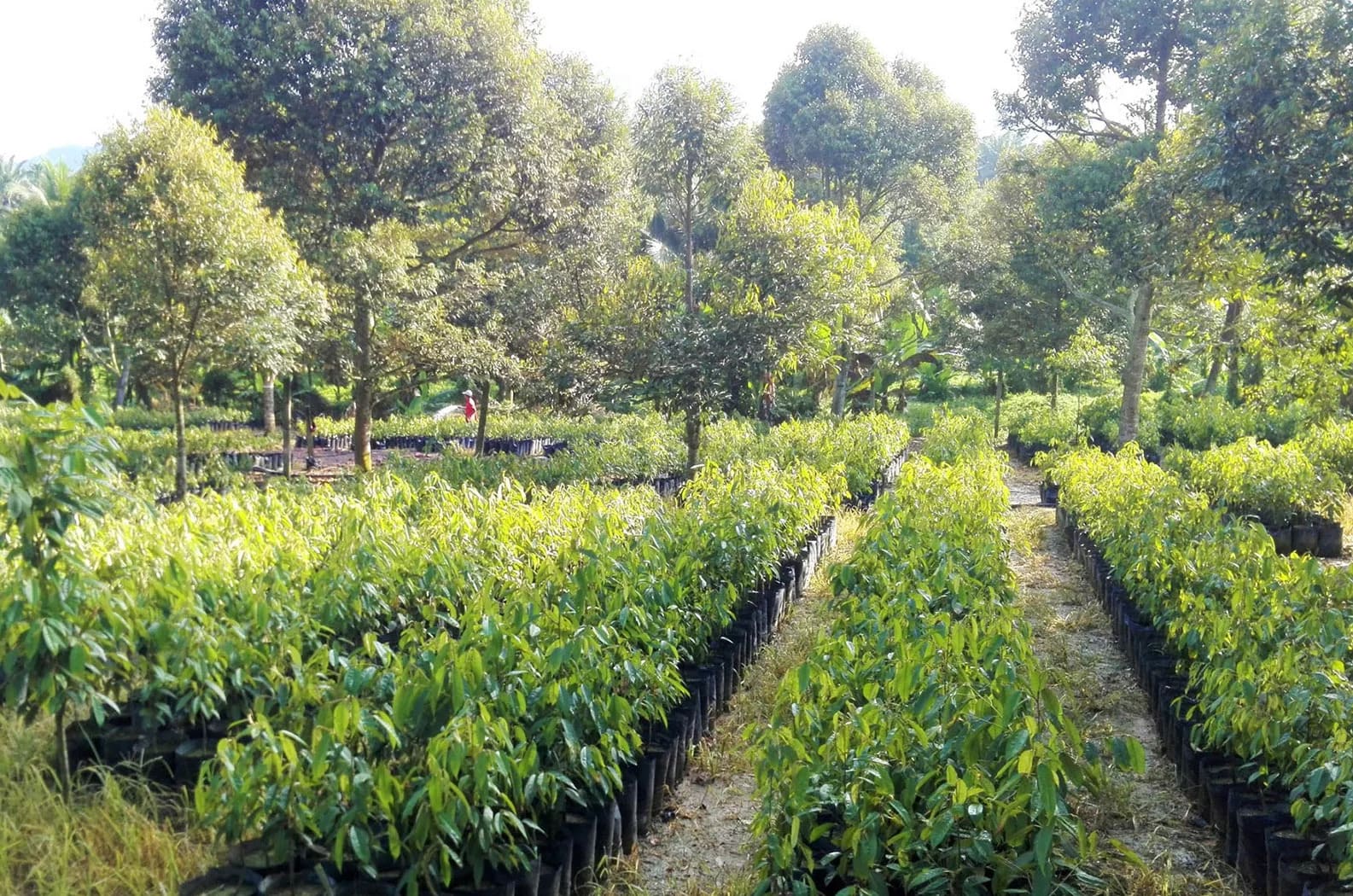 Top Fruits Durian Saplings