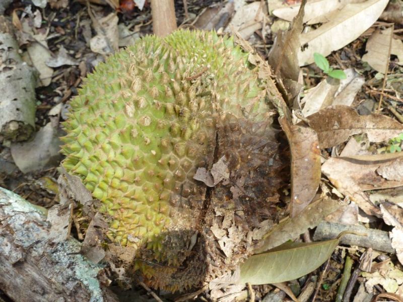 Leaking Liquid or Wet Spots on Durian
